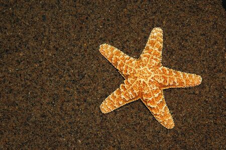 Starfish on a beachの写真素材