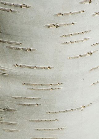 White Barkの写真素材