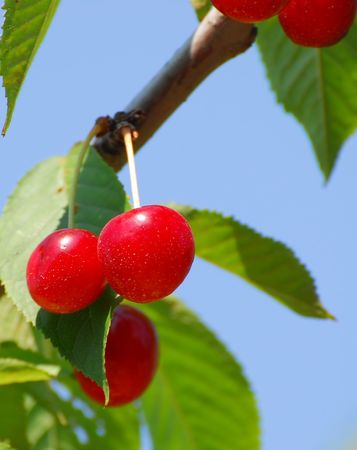 Door County Cherryの写真素材