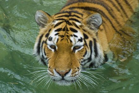 Swimming Tigerの写真素材