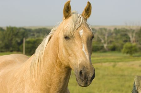 Blonde Horseの写真素材