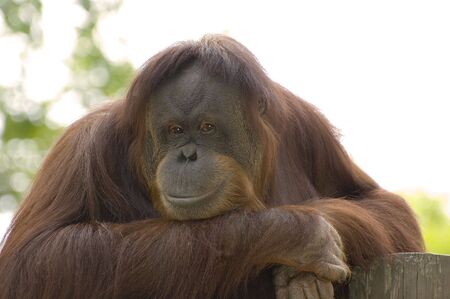 Posing Orangutanの写真素材