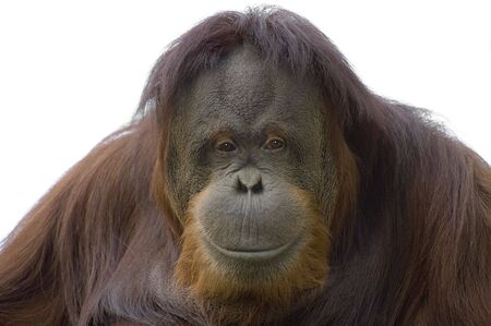 Happy Orangutanの写真素材