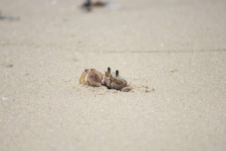 Crab peaking out of holeの写真素材
