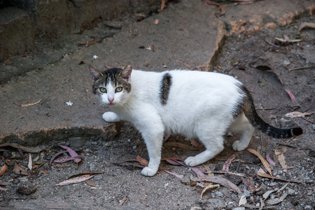 Urban cat visiting a public garden looking for foodの写真素材