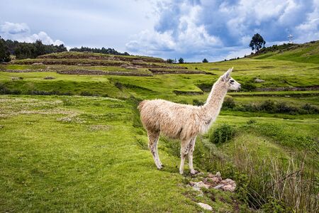 Lama in the mountains around Cusco, Peruの写真素材