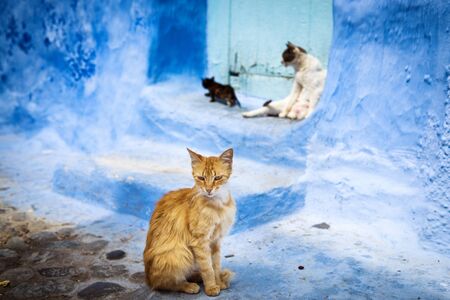 Cats in the town of Chefchaouen, in Moroccoの写真素材