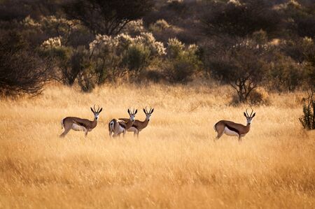 Herd of springbok in Namibiaの写真素材