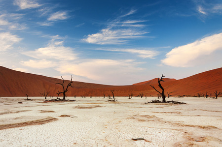 View of the Deadvlei in Namibia, Africaの写真素材