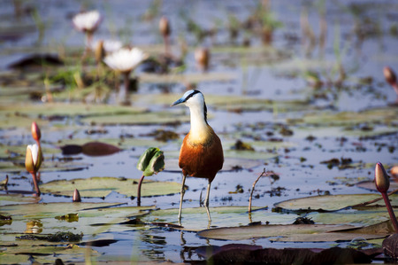 African Jacana in the Chobe River, Chobe National Park in Botswana, Africaの写真素材