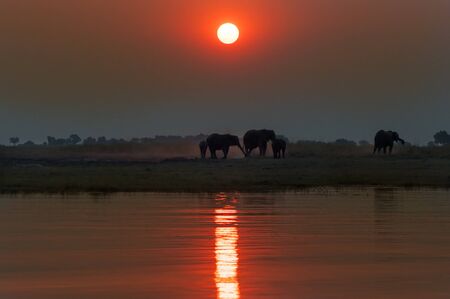 Silhouette of a herd of elephants at sunset in the Chobe National Park in Botswana; Concept for travel and travel safari in Africaの写真素材