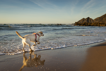 White Labrador running in the water in Amoreira Beach in Alentejo, Portugal; Concept for travel in Portugalの写真素材