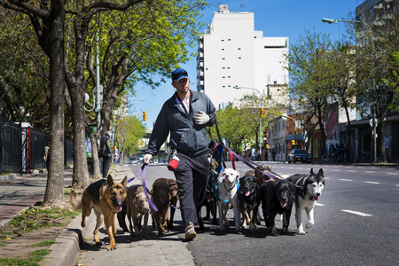 Buenos Aires, Argentina - October 8, 2013: Dog walker (Pasea Peros) with a pack of dogs in a street of the San Telmo neighborhood in the city of Buenos Aires, Argentina.のeditorial素材