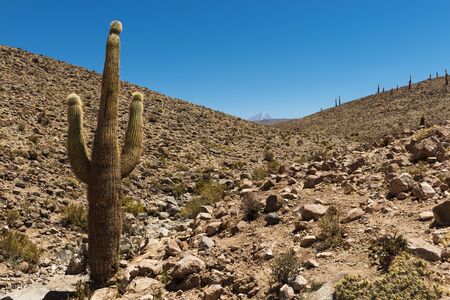 Giant cactus in the Atacama Desert in Chileの写真素材