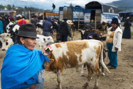Otavalo, Ecuador - February 1, 2014: People at the livestock market of the town of Otavalo in Ecuador.のeditorial素材