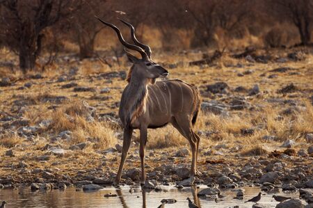 Greater Kudu in a waterhole in the Etosha National Park in Namibia; Concept for travel in Africa and Safariの写真素材