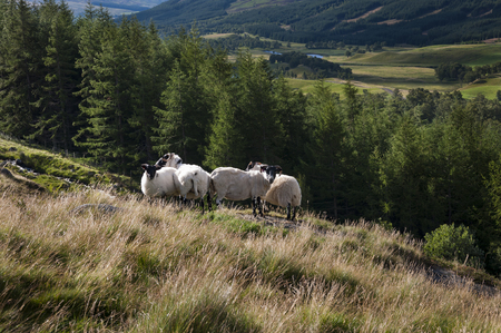 Group of sheep in a hill in the Highlands of Scotlant in the United Kingdomの写真素材