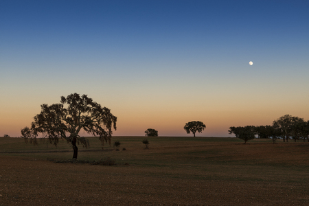 Beautiful view of a field with cork oak trees at sunset with the moon in the sky in Alentejo, Portugalの写真素材