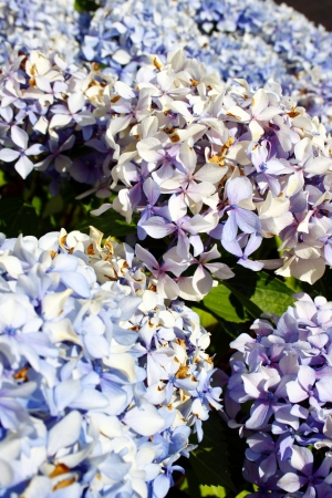 Hydrangea