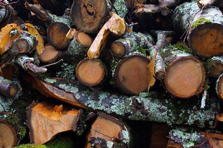 Detail of some stacked logsの写真素材