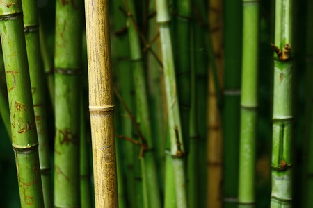 Bambooの写真素材