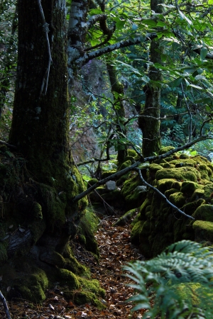 Forest trailの写真素材