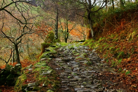 Forest Trailの写真素材