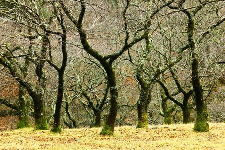 Detail of some trees