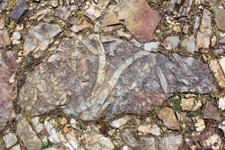 Trilobites fossil, Penha Garcia, Portugal