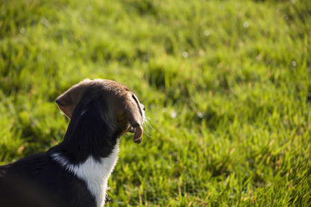 Beagle dog puppy Bannerの写真素材