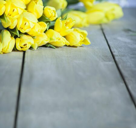 Tulips and space for your textの写真素材