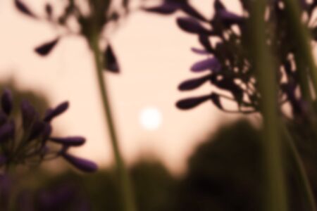Flower on a background of the sunset skyの写真素材