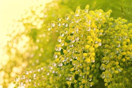 Unripe berries on a branchの写真素材