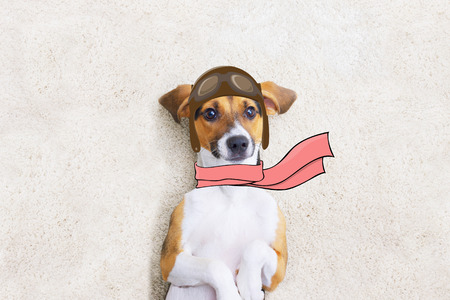 Puppy on carpet in pilot outfitの写真素材