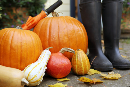 Autumn and Pumpkins Backgroundの写真素材