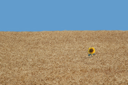 Sun flower alone in a wheat fieldの写真素材