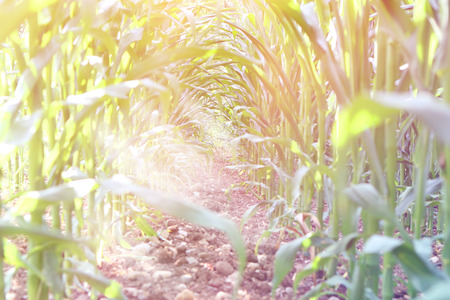 Corn fieldの写真素材