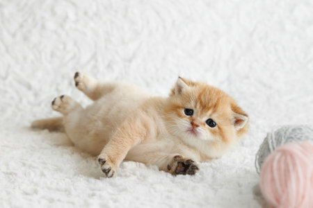 Cute Scottish straight golden shaded chinchilla (ny 11) kitten sitting straight up. Funny kitten playing balls skeins of thread white background. A breed of domestic cat .の写真素材