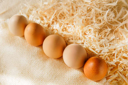 Group fresh brown chicken eggs in a line in the straw. Eggs are placed on sawdust.