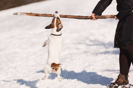 Unrecognizable female holding stick with Jack russell terrier hanging on it while standing the snow. Owner plays wits pet,stick in his teethの写真素材