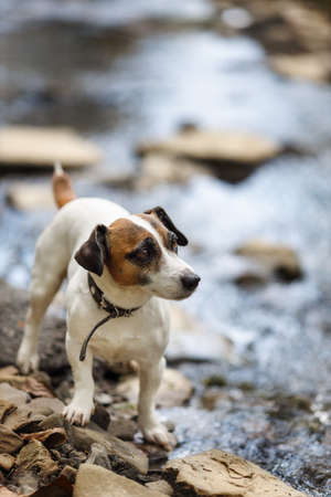 A portrait of Jack russell terrier dog outdoor standing along on the stream. Pet is waiting for his masterの写真素材