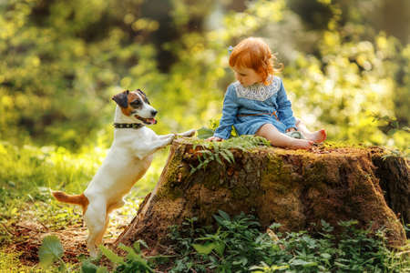 Baby red hair girl in blue dress sitting on a big tree stump in the park, looking at the pet dog standing on the grass during sunset.の写真素材
