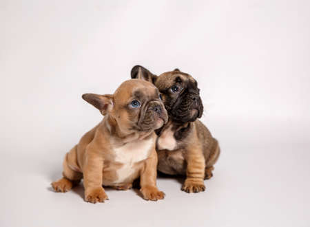 Two small puppies of french bulldog on white background. Horizontal photography.