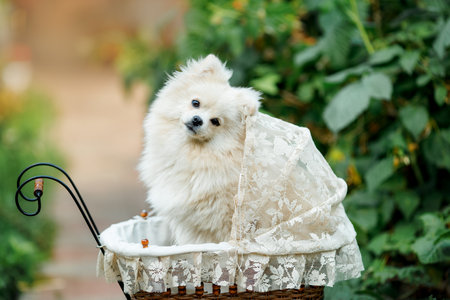 Pomeranian breed dog. Fluffy dog in a stroller funny tilted muzzle in the natureの写真素材