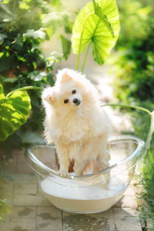 Pomeranian breed dog. Fluffy dog in a transparent bathtube in the natureの写真素材