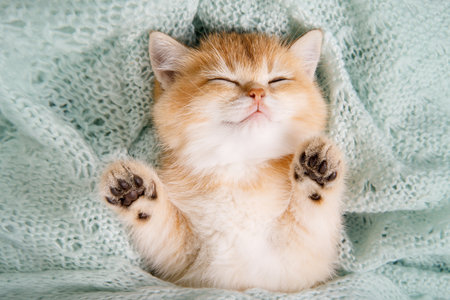 Cute young kitten Scottish straight golden shaded chinchilla is sleeping. Kitten is lying on back and shows his paws on turqiose background. A breed of domestic cat.の写真素材