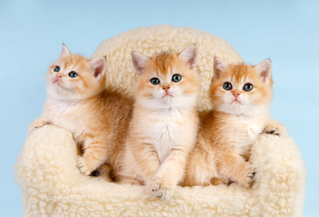 Portrait of kittens' group. studio shot. Three cute Scottish straight golden shaded chinchilla (ny 11) kitty cats are sitting on a sofaの写真素材