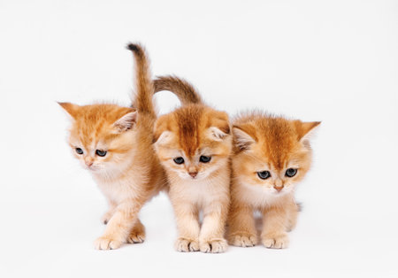Portrait of kittens' group. studio shot. Three cute Scottish straight golden shaded chinchilla (ny 11) kitty cats on white background.の写真素材