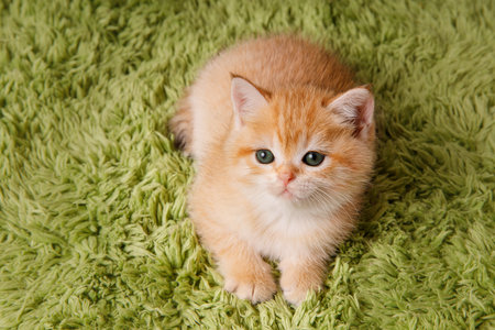 Cute Scottish straight golden shaded chinchilla kitten is laying on green rug. A breed of domestic cat with natural dominant-gene mutation. Sweety ginger pet.の写真素材