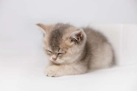 A small kitten resting in a sphinx-like pose on a white background, looking sleepy and relaxed. A peaceful and adorable scene perfect for pet-related content.の写真素材